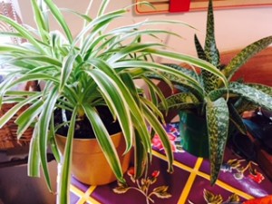 Plantes Montessori