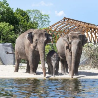 Un éléphant ça trompe énormément !