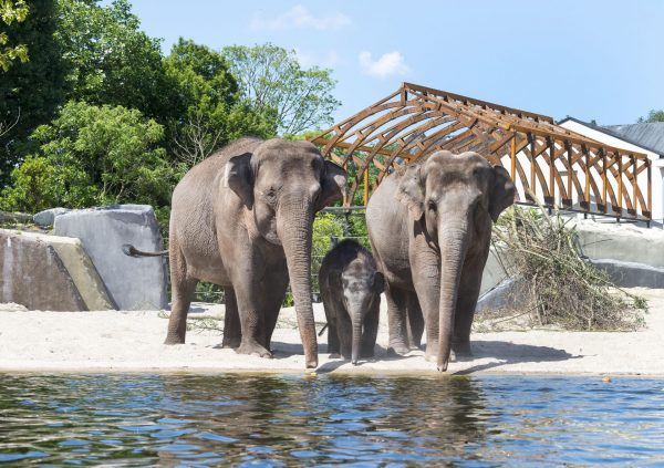 You are currently viewing Un éléphant ça trompe énormément !